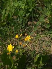 Pilosella