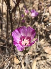 Clarkia speciosa