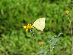 Phoebis neocypris virgo