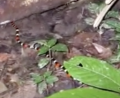 Micrurus lemniscatus helleri