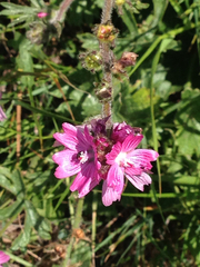 Sidalcea malviflora malviflora