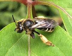 Macropis