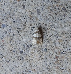 Aethes argentilimitana