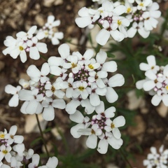 Iberis sempervirens