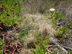 Pentameris densifolia