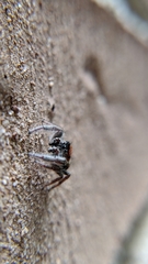 Phidippus whitmani