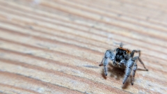 Phidippus whitmani