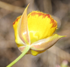 Calochortus weedii