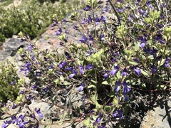 Collinsia greenei