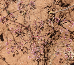 Chorizanthe fimbriata