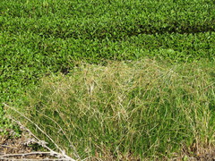 Cyperus blepharoleptos