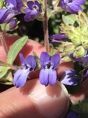 Collinsia greenei