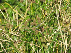 Cyperus blepharoleptos