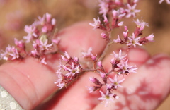 Chorizanthe fimbriata