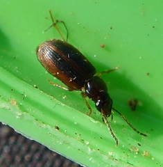 Carabidae