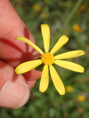 Senecio californicus