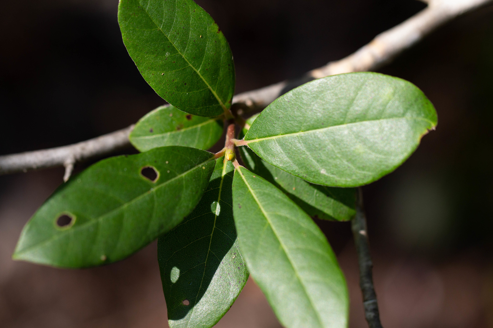 Nyssa biflora