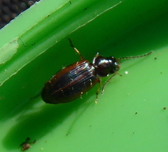 Carabidae