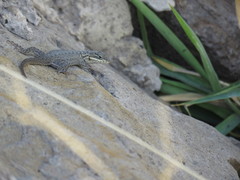 Sceloporus dugesii
