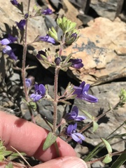 Collinsia greenei