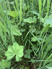 Alchemilla glabra