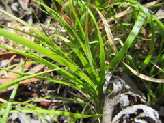 Pentameris densifolia