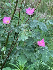 Rosa mollis