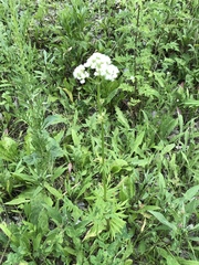 Valeriana rossica