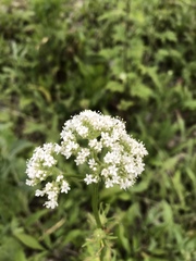 Valeriana rossica