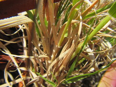 Pentameris densifolia