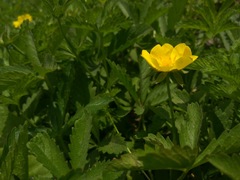 Potentilla reptans