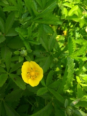 Potentilla reptans