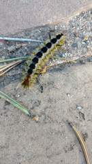 Lophocampa ingens