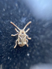 Ptinomorphus imperialis