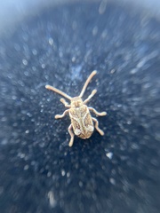 Ptinomorphus imperialis