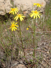 Senecio californicus
