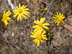 Senecio californicus