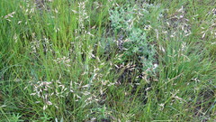 Festuca campestris