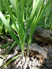 Allium brevistylum