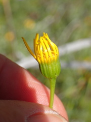 Senecio californicus