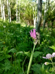 Allium brevistylum