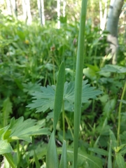 Allium brevistylum