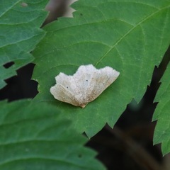 Metarranthis indeclinata