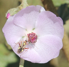 Closterocoris amoenus