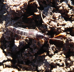 Staphylinidae