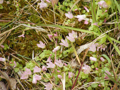 Lysimachia tenella