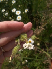 Silene latifolia alba