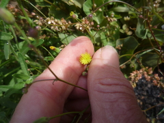 Malacothrix clevelandii