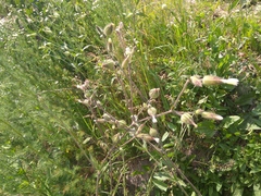 Silene latifolia alba