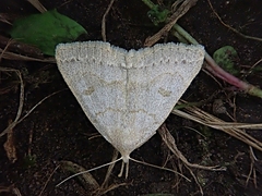 Chytolita morbidalis